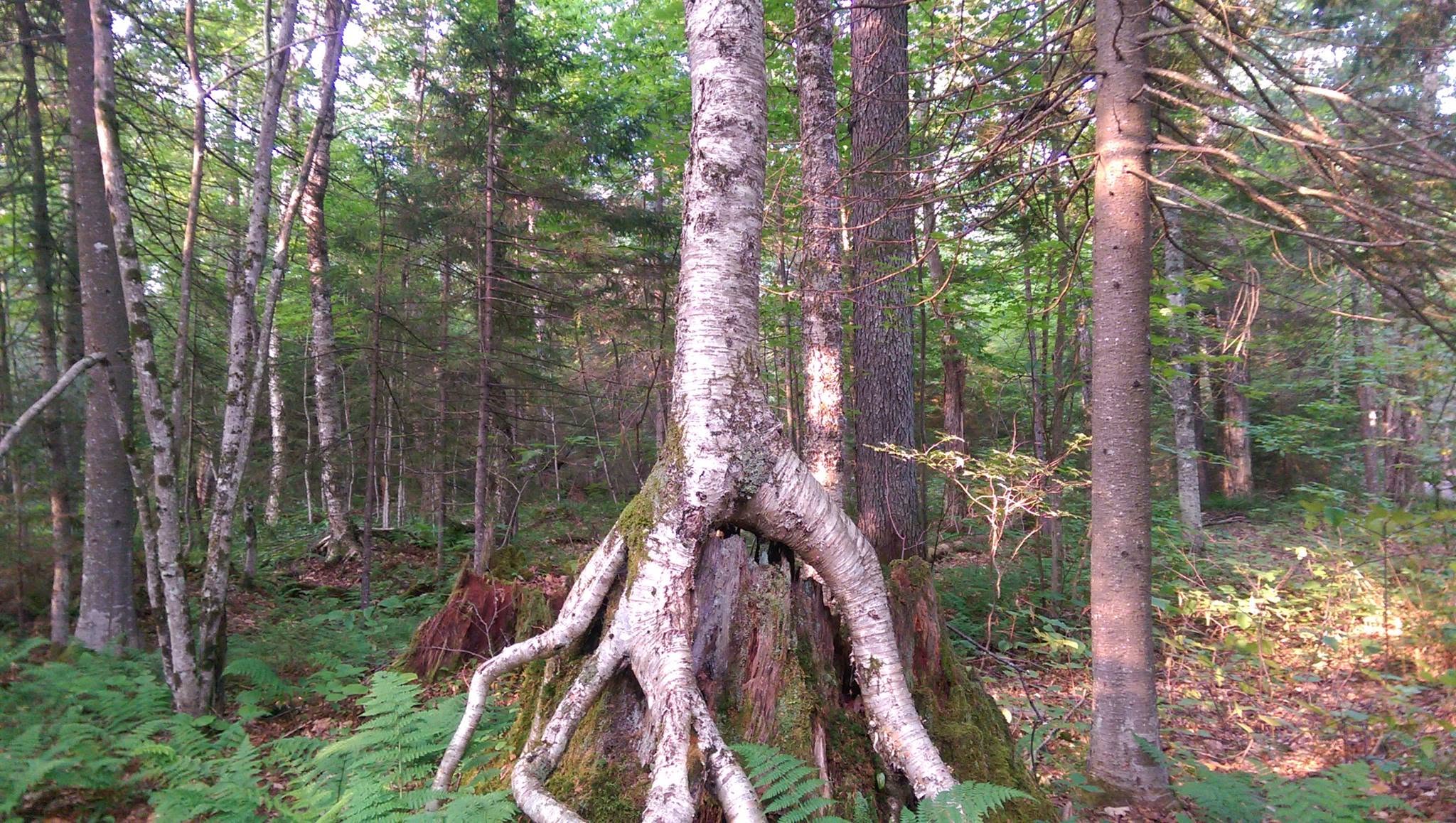 A yellow birch (Betula alleghaniensis) growing over and around a decaying stump in a mixed forest.