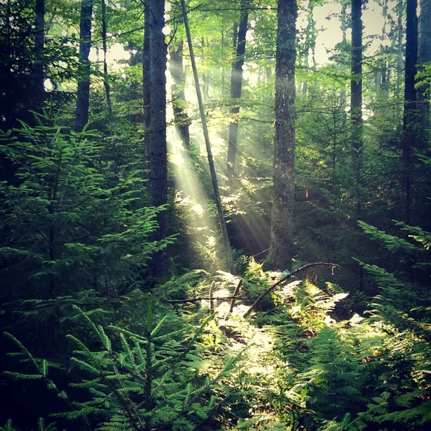Sunlight filtering through a forest of conifers, deciduous trees, and ferns.